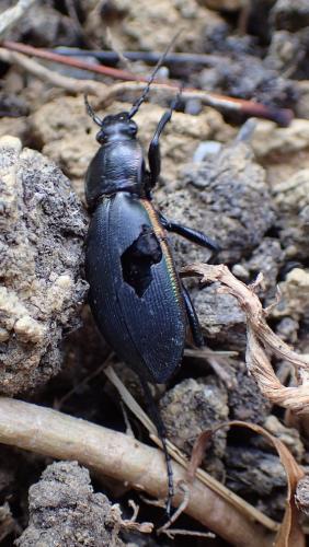 Réf. 181 422 : Carabus violaceus purpurascens